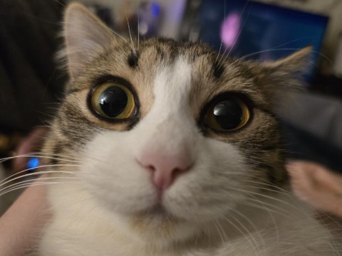 Catt в LOOKY. . Дашка обжорка 🥰
