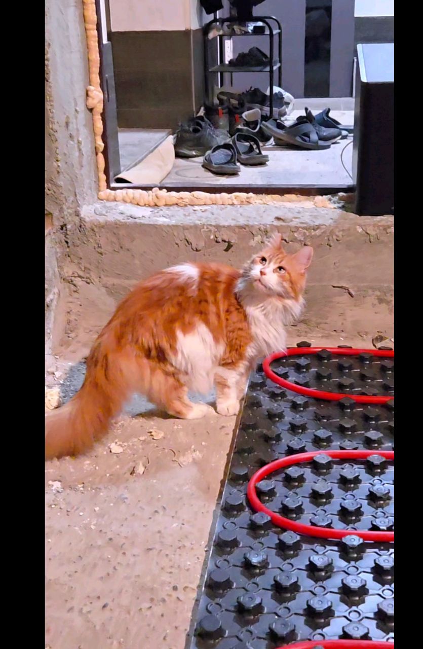 thecatrysia в LOOKY. #кошка,#ремонт,#дома,#кошкаблогер,#котики,#мыизкотограма,#теплыйпол,#загородныйдом,#дом,#работаем. Ой, друзья!
Вы даже ...