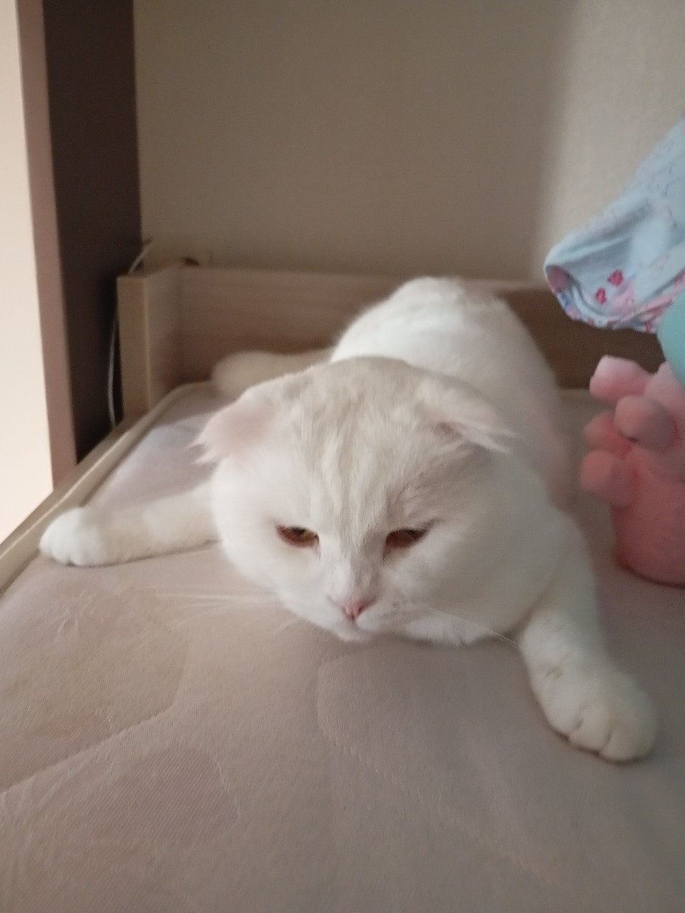 Кот Миша в LOOKY — Милинько