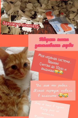 semenovaokoksana в LOOKY. #котики,#кошка,#питомцы,#животные,#кот. Анфиса балуется 🐈 �...