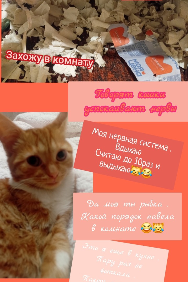 Анфиса балуется 🐈 🙄 😹 
#котики #кошка #питомцы 
#животные #кот