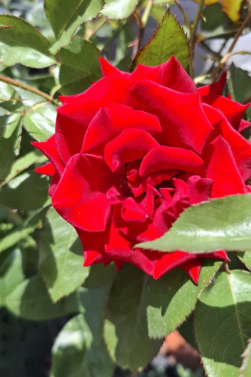 Прекрасного сегодня☀️
🌺🦋🌼🐞🌸