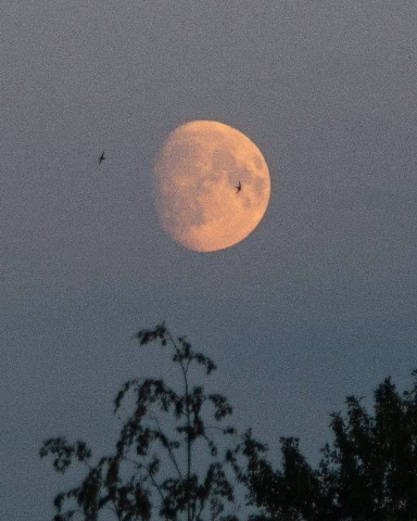 d4rk_r4bbit в LOOKY. #2023,#moon,#фото,#луна. Луна


[#photo](phot...