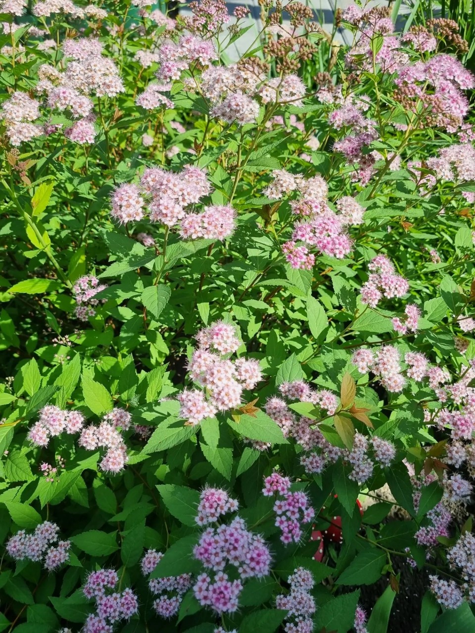 Flowers в LOOKY — публикация