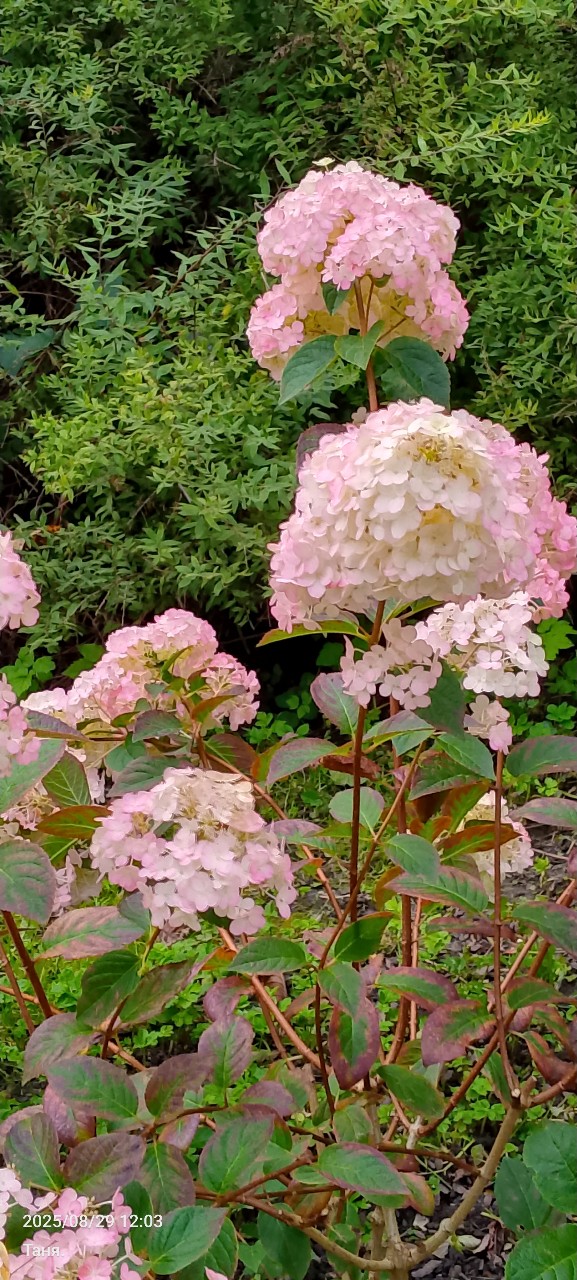 Красота моего сада 🍃, мои гортензии 🌸.
#мойсад#моицветы##любимаядеревня#