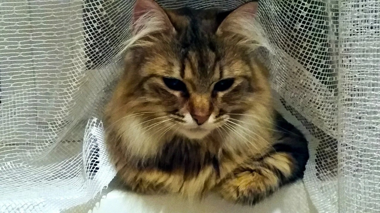 Мой самый лучший друг [#котя](котя) #Боня [#котики](котики) [#друзья](друзья) [#дружбунекупишь](дружбунекупишь) [#членсемьи](членсемьи) [#ilovemycat](ilovemycat) 