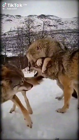 Looky_178768094193027 в LOOKY. . 