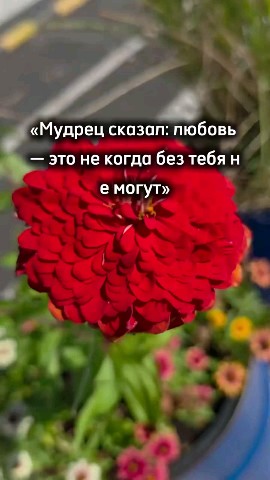 ВОЛК СЕРЫЙ в LOOKY — публикация