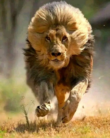 iDeals в LOOKY. . Warrior 🪖 [#looky](...