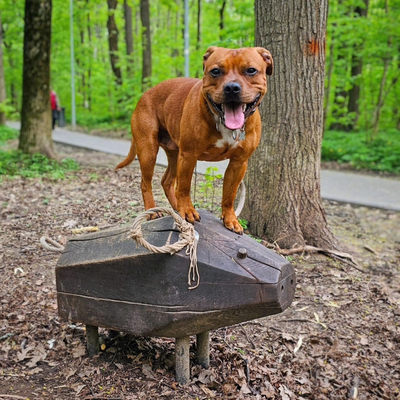 BuchTheStaffy в LOOKY. #стаффордширскийбультерьер
#стаффбуль
#стаффи
#буч. #стаффордширскийбуль...