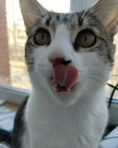 Кот Мурчик в LOOKY. . 