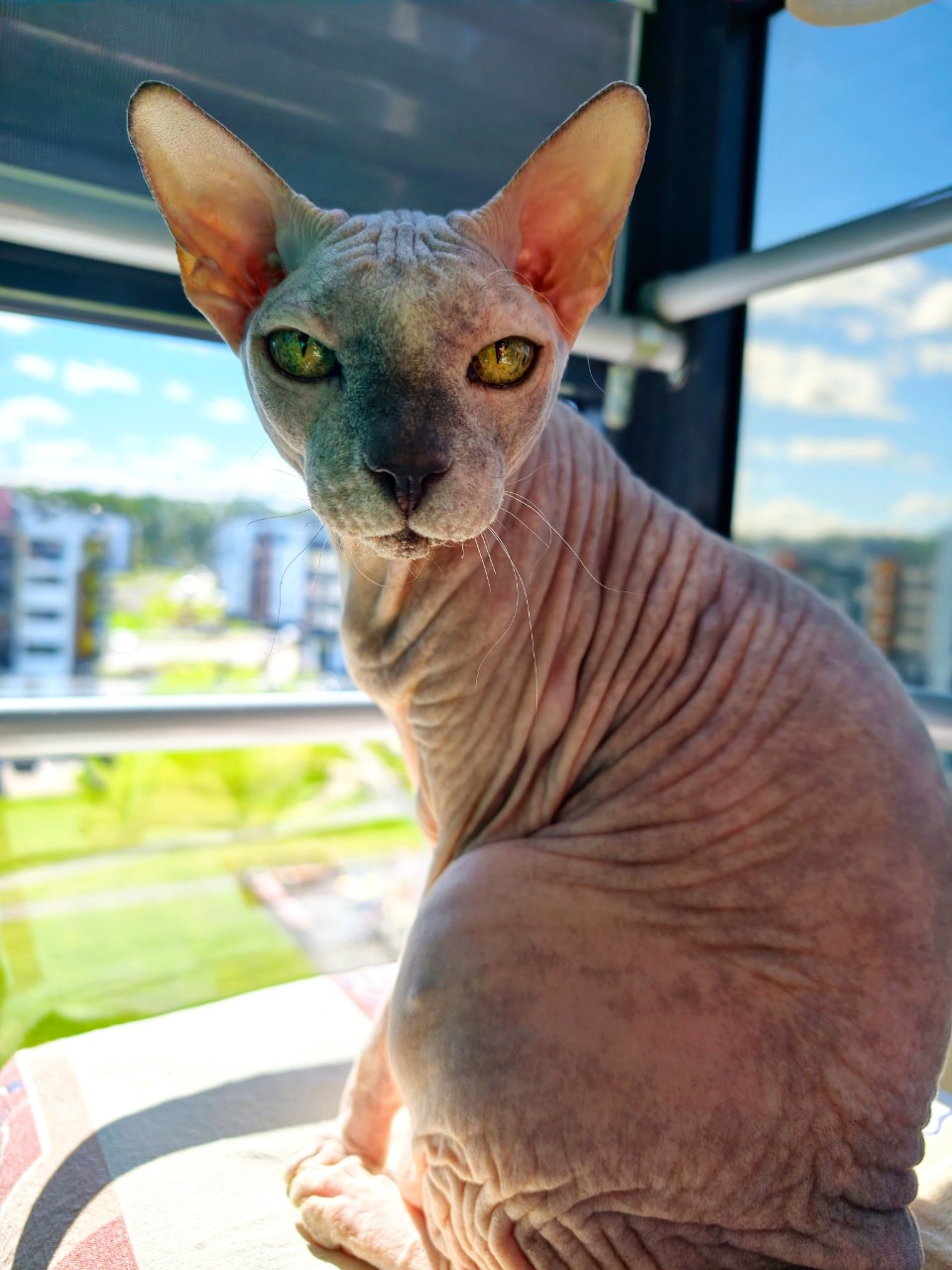 eva_sphynx_cat в LOOKY — фото 2