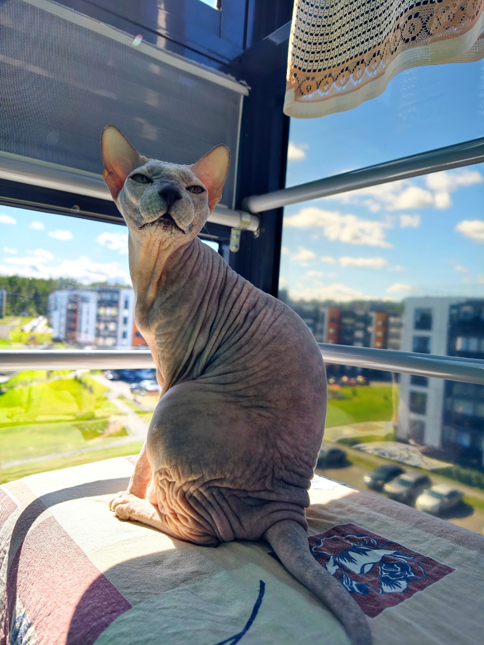 eva_sphynx_cat в LOOKY — фото 3