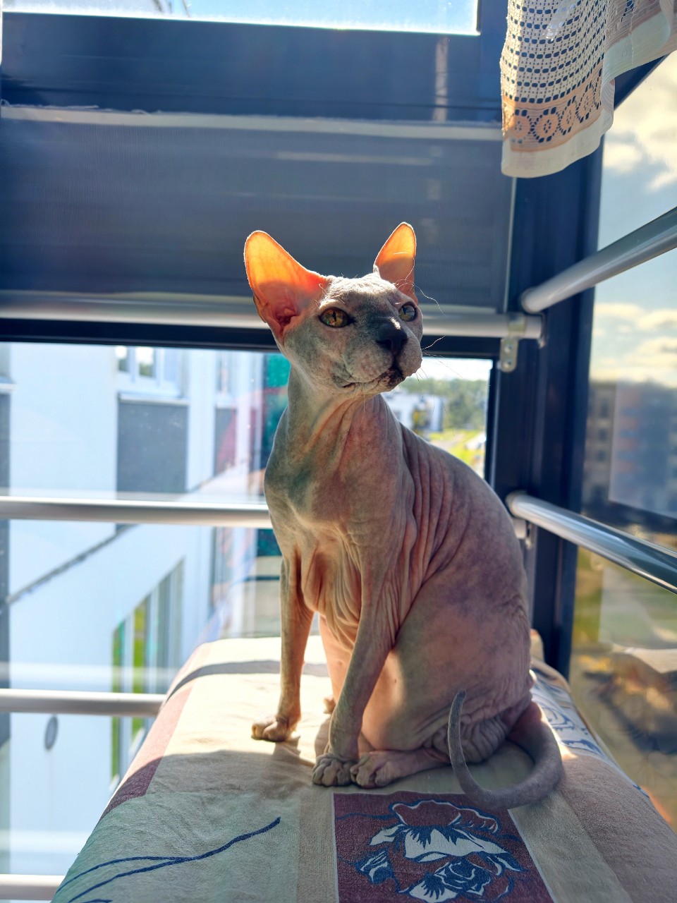 Привет, друзья. Отличной недели!
#ева #сфинкс #sphynx #донскойсфинкс #кошка #котики #котэ #лысая #evasphynxcat #мыизкотограмаlooky #looky_official #looky #LOOKY_контент #looky_you #you