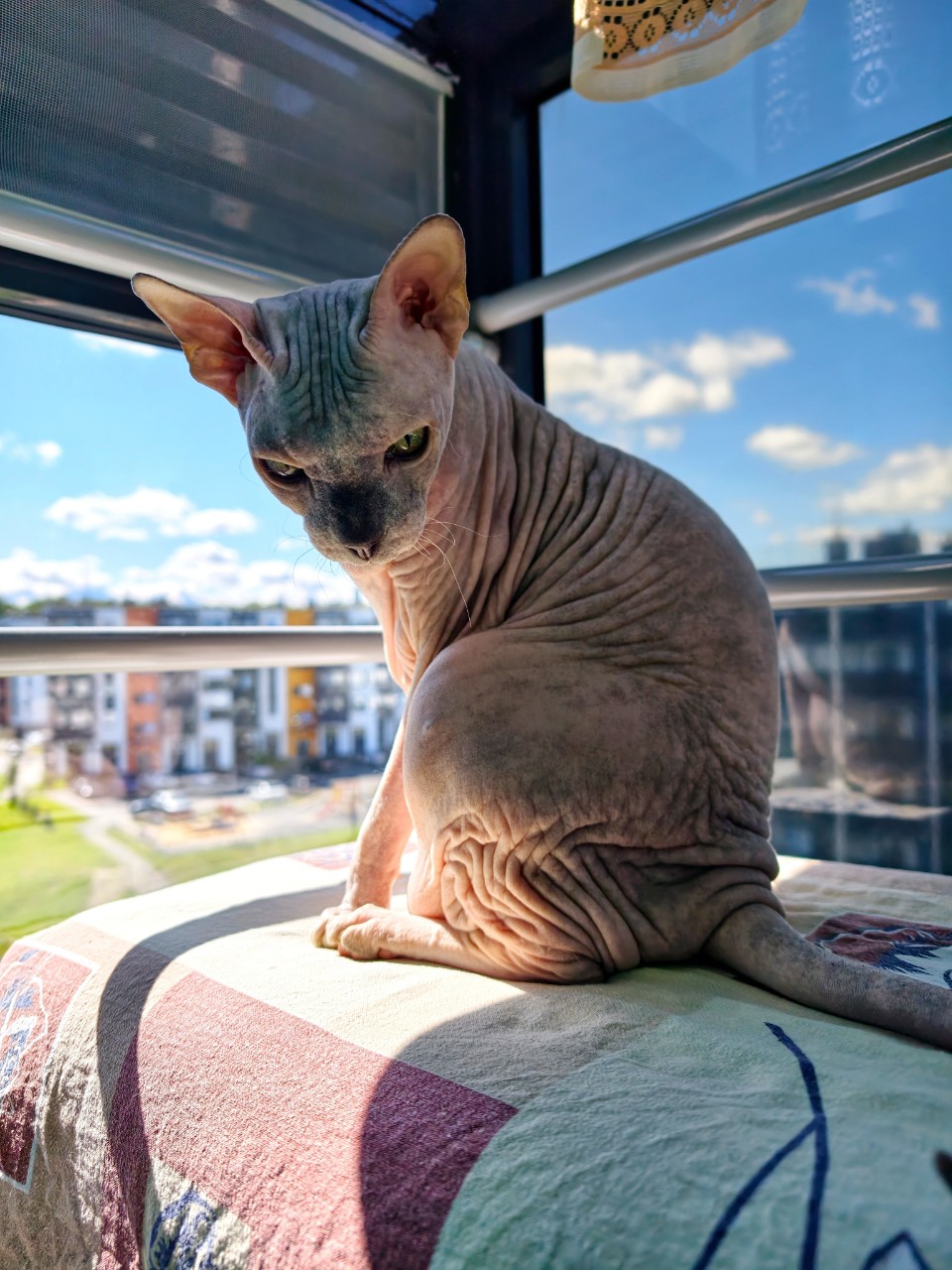 eva_sphynx_cat в LOOKY — фото 4