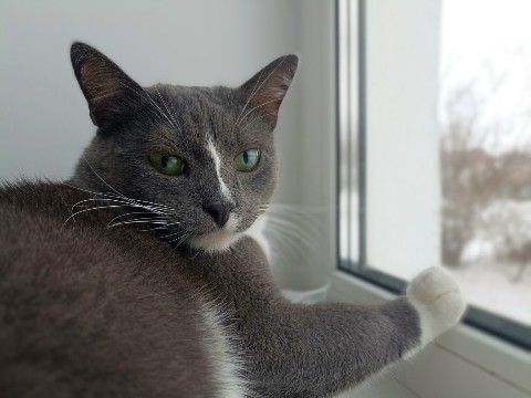 Максим Абросимов в LOOKY. . [#кошки ](кошки)[#ко...