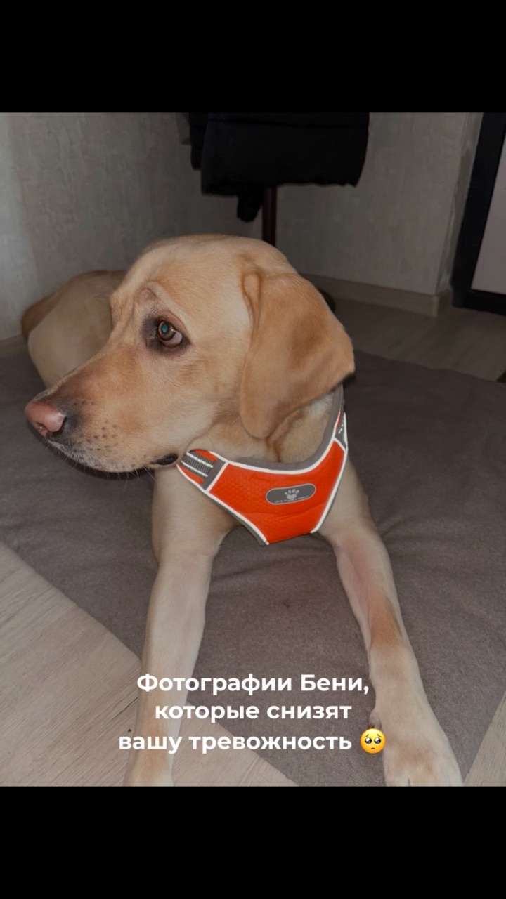 На связи лабрадор Бен-Бен в LOOKY. #232465954,#собака,#собакадругчеловека,#любовь,#малыш,#питомец,#пробиотики. Во рту у Бони пробио...