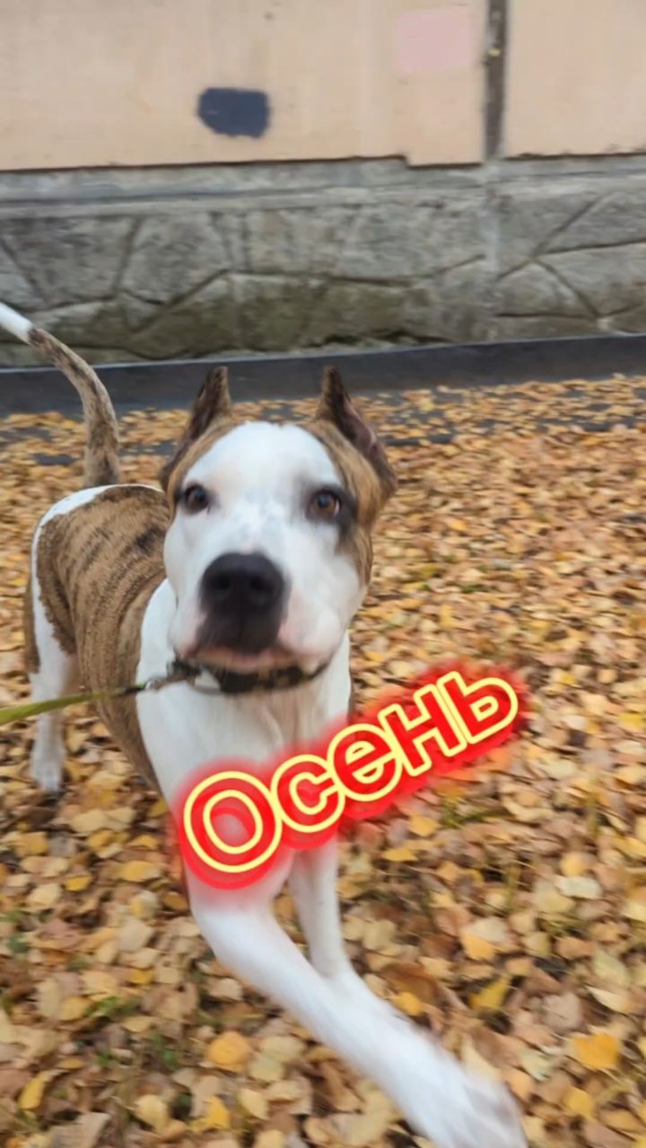 Жизнь Арчи в LOOKY. . Осень