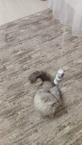darenka_little в LOOKY. #котики,#cats,#ilovemycat,#lovecats,#nature,#instacat,#kitty,#animals,#коты #кот #cat #catsofinstagram #кошка #кошки #котята #котик #котэ #catstagram #котенок #животные #catlover #catlovers #instacat #инстакот #котя #котятки #catlife #catoftheday #cats_of_instagram. Лень - она такая.
#к...