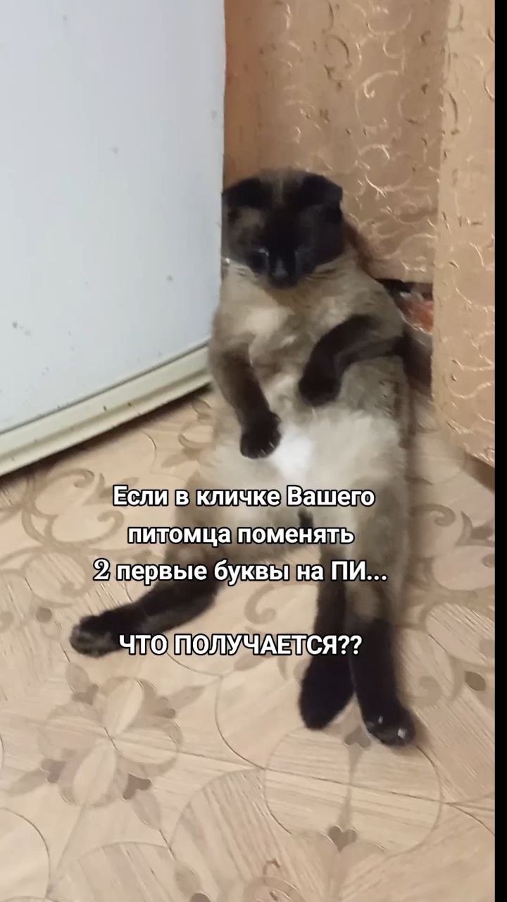 Ксюша в LOOKY. . ПИтомец🤣