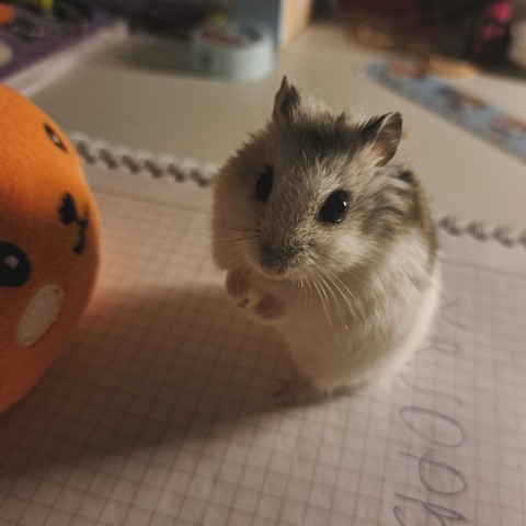 Anna_Znm в LOOKY. . Meet my hamster girl...