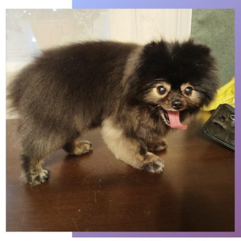 tanya.groomer в LOOKY. #шпиц,#шпицстрижка,#вычесшптца,#померанец,#померанский_шпиц,#грумингшпица,#стрижкасобак,#домашниеживотные,#питомец,#собаки,#пушистик. Корса🥰

*вычес
*стр...