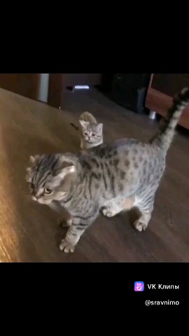 Костя Пакистан in LOOKY. . Кошаки