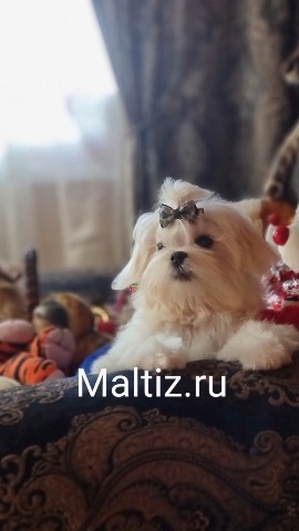 Питомник мальтезе  Daily Love в LOOKY. #щенкимальтезевпродаже,#купитьщенкамальтезе. Свободный мальчик ма...