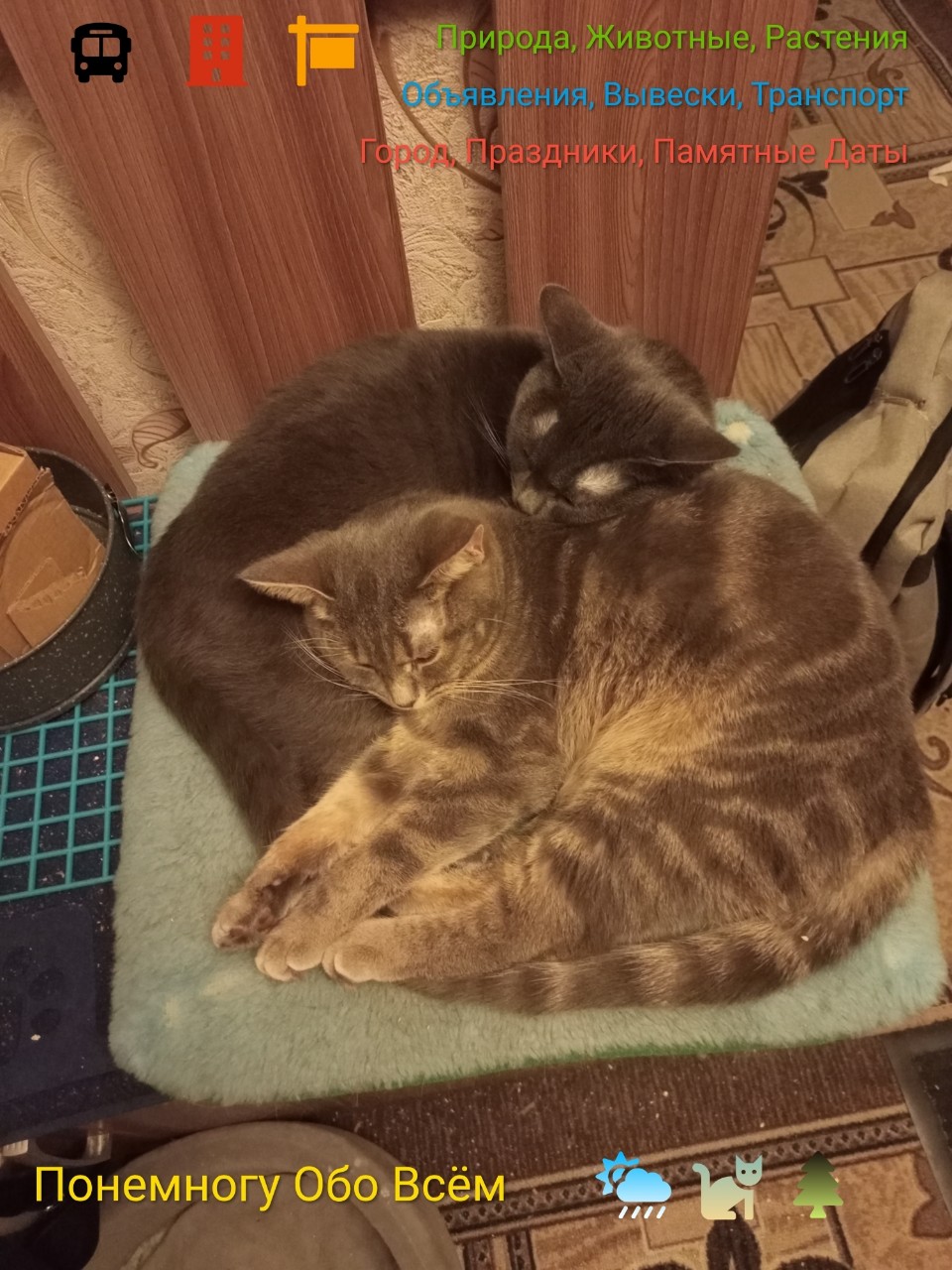 Понемногу Обо Всём в LOOKY. #дымка,#кот,#мусик,#котик,#мишка,#кошечка,#кнопа,#отдых,#сон,#балдёж,#животные,#питомцы,#понемногуобовсём. ЖИВОТНЫЙ МИР 

Кошка...