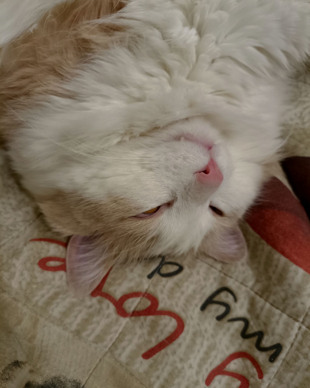 Мой кот описывает моё состояние каждый вечер) [#кот](кот) [#живоглот](живоглот) 
