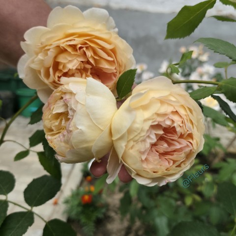 Fleurs в LOOKY. #розароальддаль,#дэвидаостин,#английскиерозы,#розывсаду,#мойсад,#розарий,#ландшафтныйдизайн,#роза,#цветы,#растения,#looky_official,#looky_контент,#looky_цветы,#природа,#природапрекрасна,#. Роза, в которую влюб...
