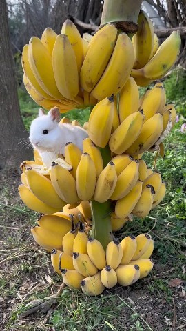 SoCute в LOOKY. #rabbit,#foryou. #rabbit #foryou [#vi...