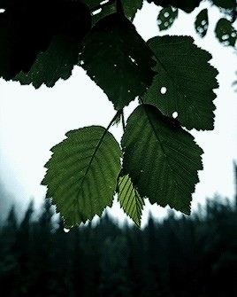 Looky_1699309998865 in LOOKY. . Дождь на листьях.