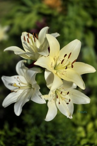 Fleurs в LOOKY. #лилии,#лилия,#цветы,#растения,#растение,#ландшафтныйдизайн,#ландшафт,#прекрасноерядом,#люблюцветы,#моифото,#looky,#looky_official,##природапрекрасна,#природарядом,#looky_контент. Прекрасная линия. 
�...