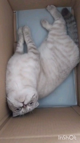 _galinapotapova_ в LOOKY. . [#кот](кот) [#котики...
