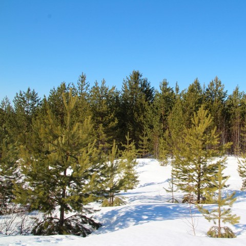 Sibirianka в LOOKY. #весна,#природа,#spring,#nature,#forest. Вот такая снежная Ве...