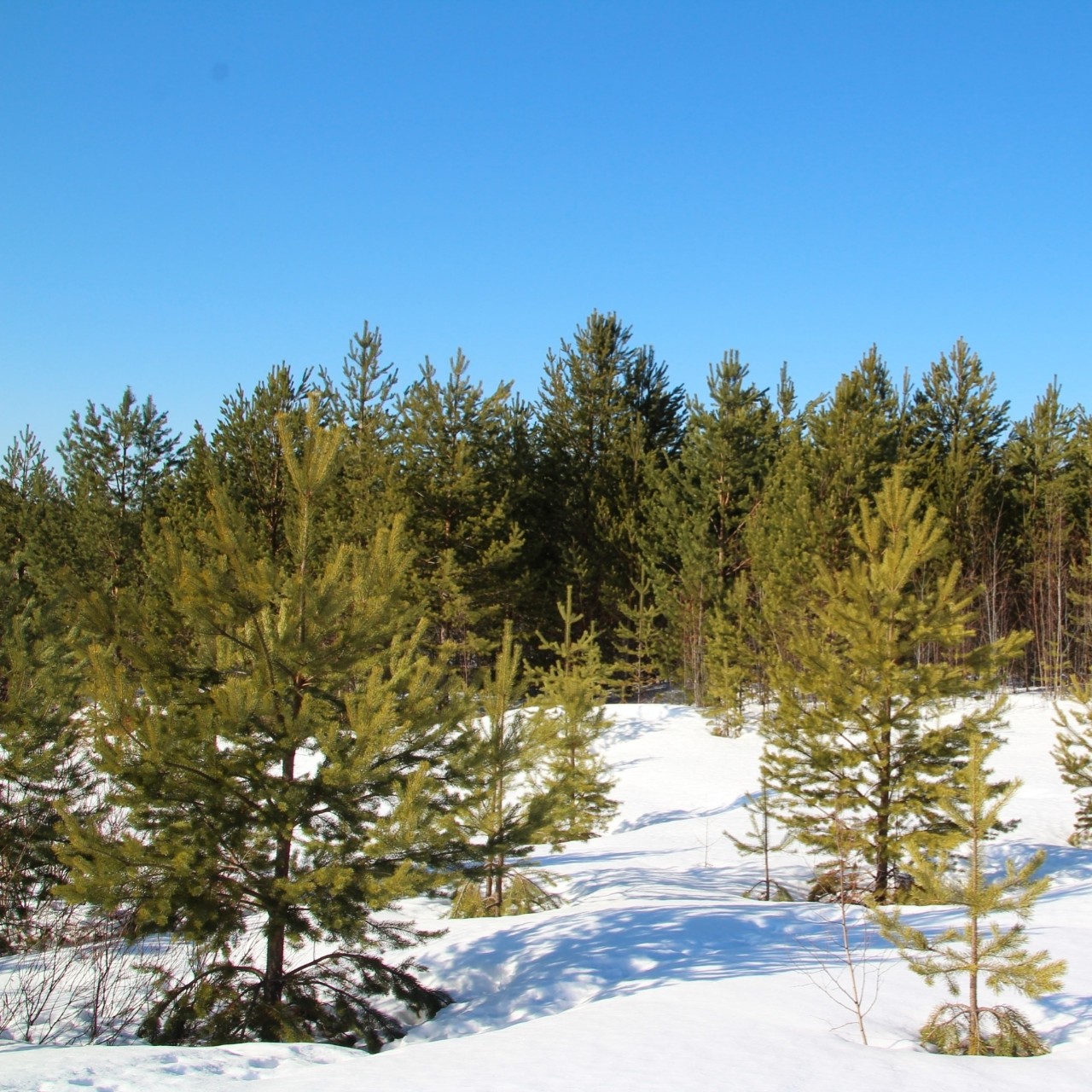 Вот такая снежная Весна ❄️ #весна #природа [#лес ](лес)#деревья #spring #nature #forest [#tres ](tres)