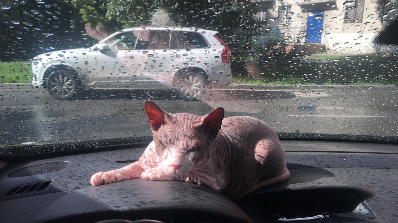 PetsStalkerS in LOOKY. #бонифаций. Панель в нашей машин...