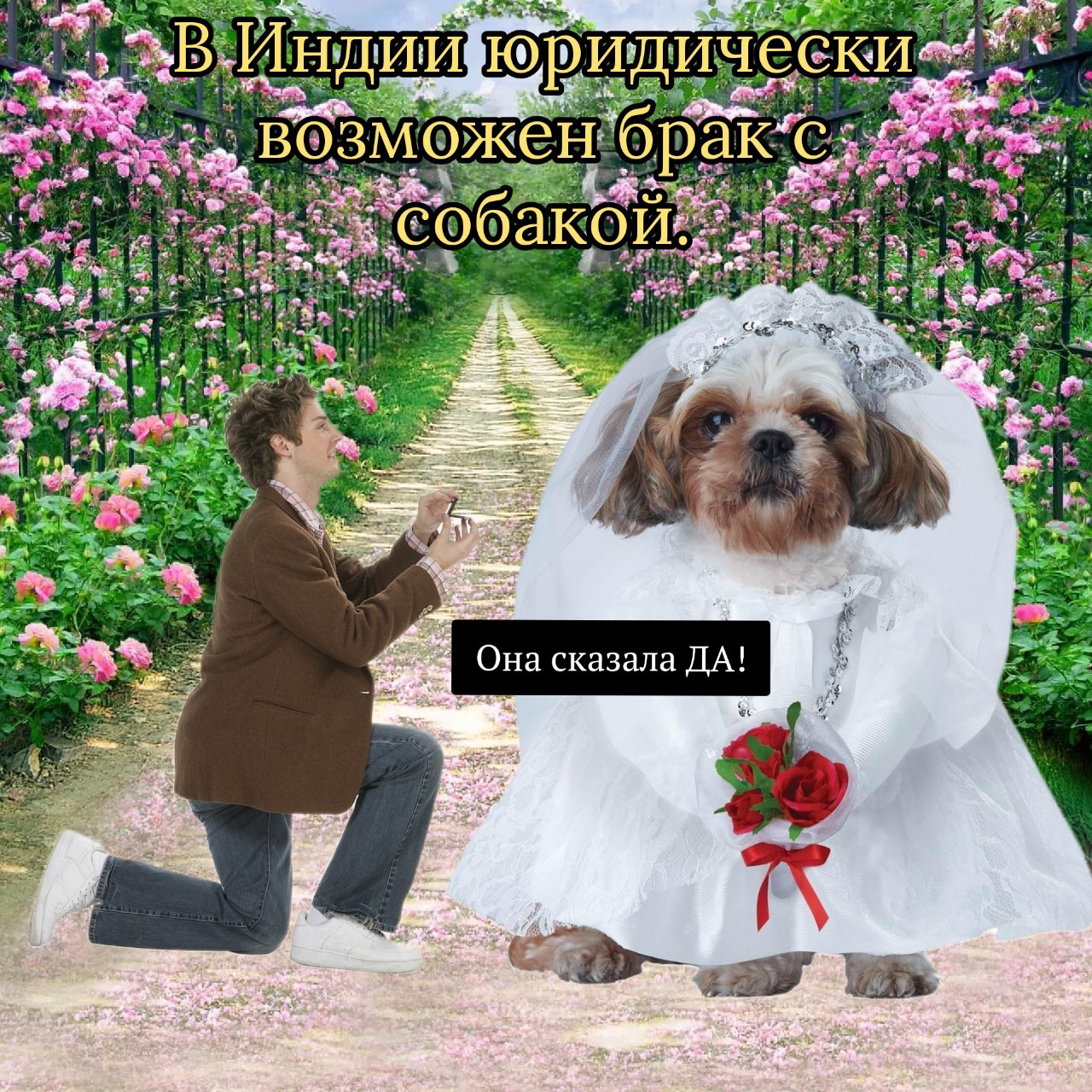 А ты бы сделал предложение своей любимой?
#факт #свадьба #собака