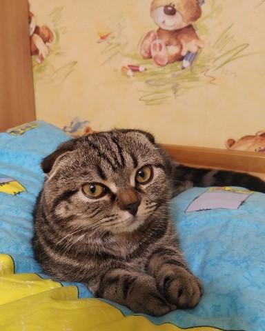 По объявлению в LOOKY. . Давайте запустим сам...