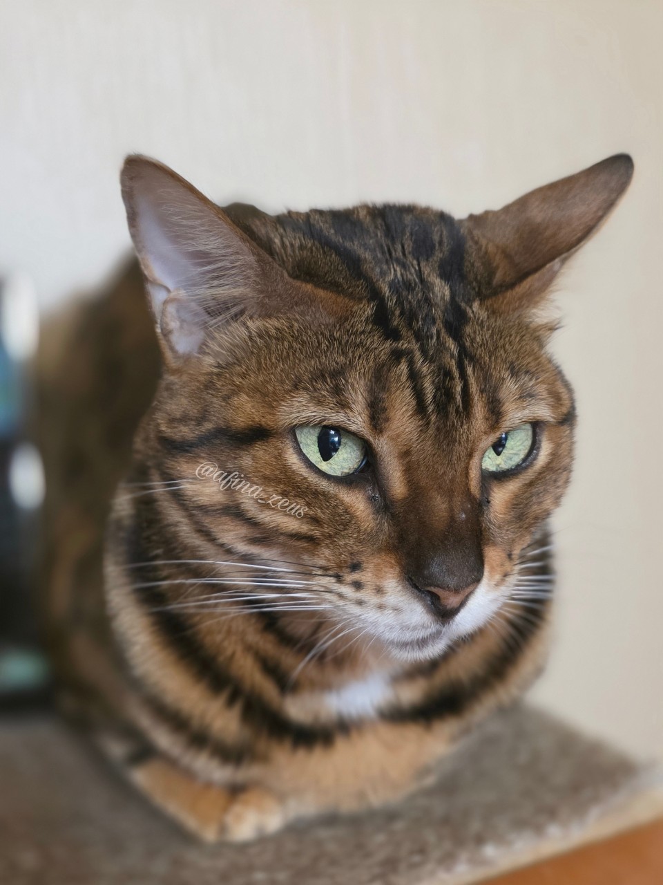 afina_zeus в LOOKY. #кот,#коты,#бенгалы,#красивыекотики,#люблюкошек,#гибридныекошки,#фотомомент,#моифото,#фотомодель,#фотокота,#фотодня,#looky,#looky_official,#looky_кошки,#looky_контент. Время, проведённое с...