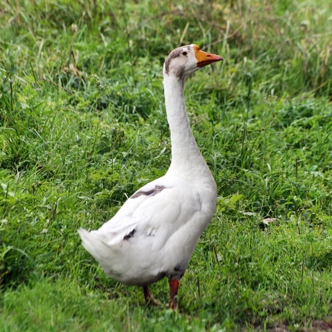 yuriy23 в LOOKY. #гусь,#птица,#гуси,#природа,#птицы,#лето,#село,#деревня,#bird,#birds,#summer,#nature,#village. Лапчатый      /     ...