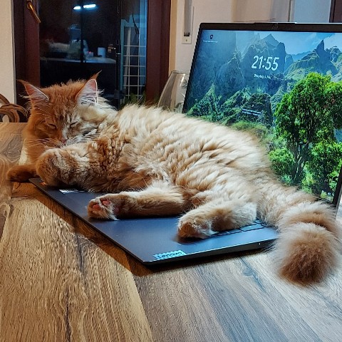 Simba в LOOKY. #мейнкун,#котёнок. Ну очень люблю так л...