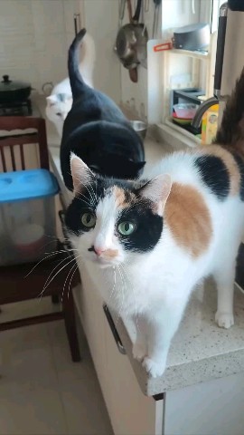 Шерстяные проказники в LOOKY. #домашниеживотные,#песикот,#коты,#котики,#собака,#моипитомцы,#забавныеживотные,#юмор,#смешноевидео,#улыбайся,#смешное. Батя в здании😎

#до...