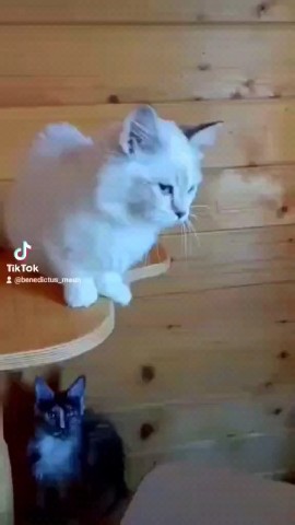 tinorika17 в LOOKY. . Девочка манчкин или ...