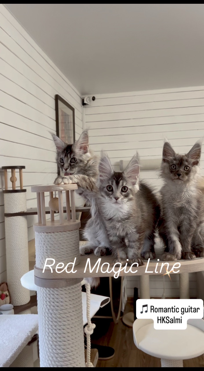 elena.vishneva в LOOKY. #redmagicline,#silvermainecoonkitten,#mainecoonkitten,#котёнокмейнкун,#питомникмейнкуновмосква. Хорошего дня и замеч...