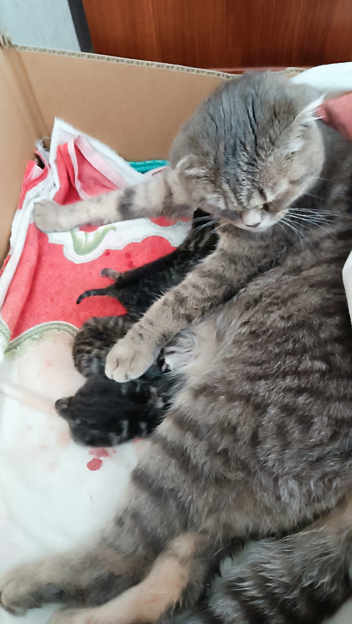 Корнева Марина in LOOKY. . У нас маленькие коте...