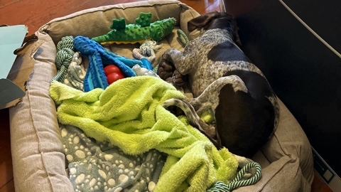 Looky_1723121585638 в LOOKY. #Отдых,#Позитив,#dog,#НорвежскийЕздовойМетис,#семья,#любовь,#ЕздовойСпорт,#НорвежскийСпортивныйМетис,#Грейстер,#Greyster,#ПушистыйСпортсмен,#щенок,#сабака. 🐾✨ В эти карантинны...