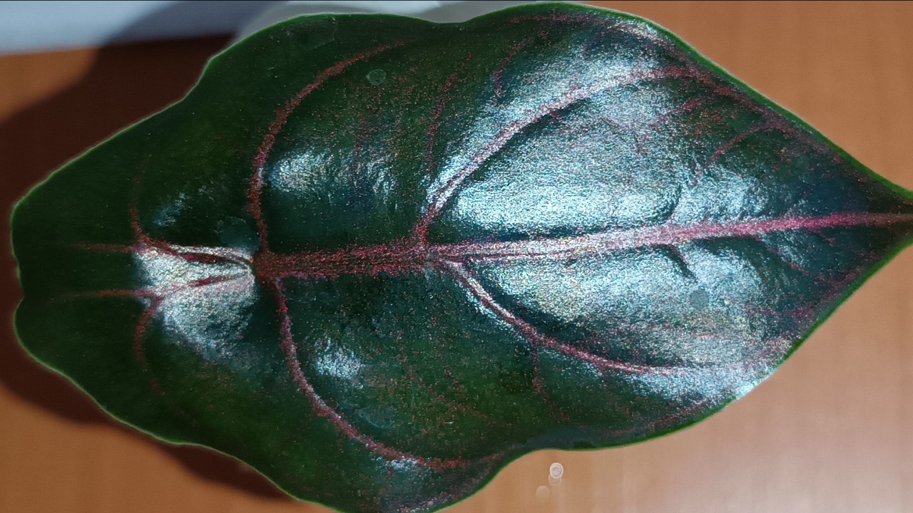 Елена в LOOKY — Алоказия Азлани