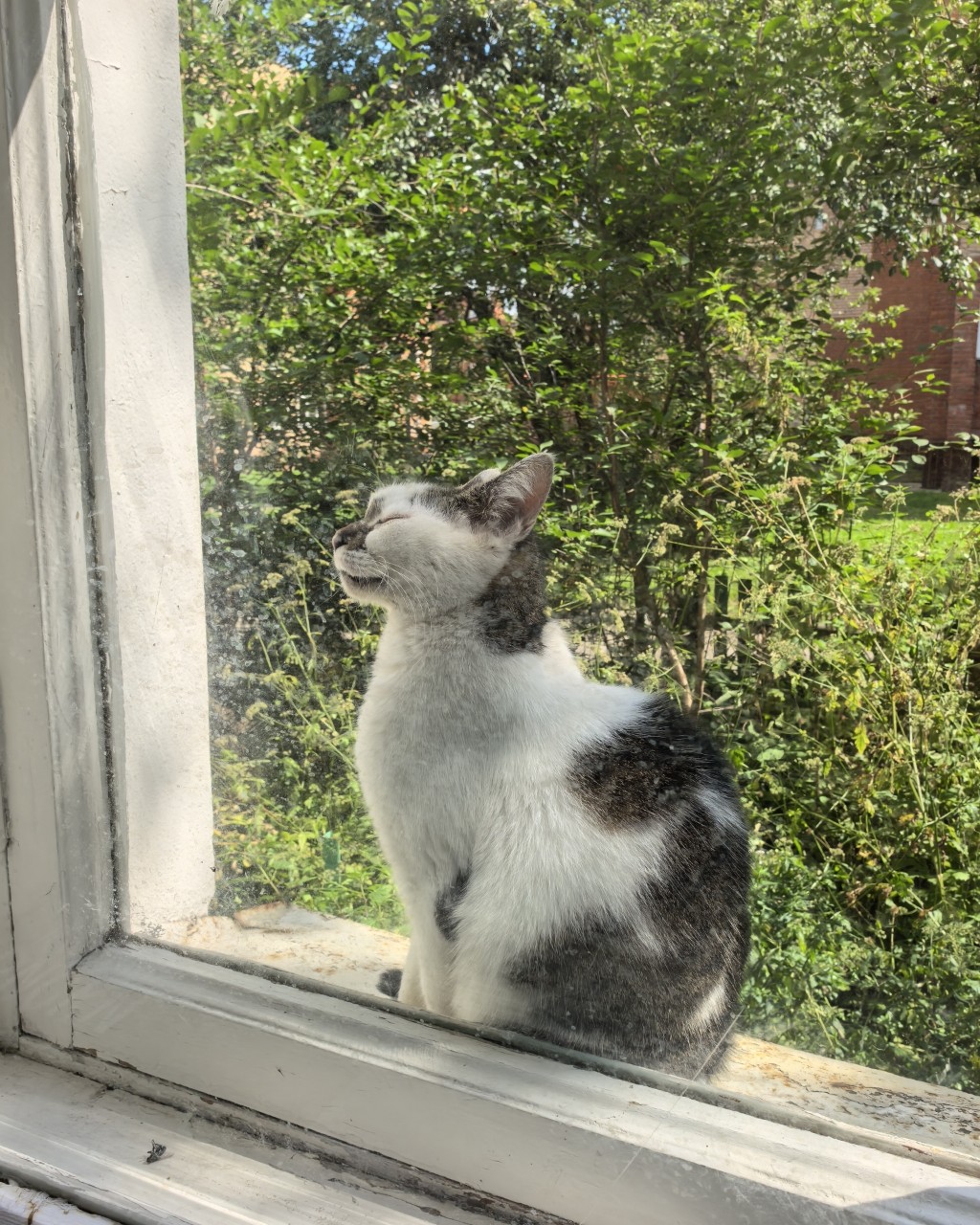 Поля in LOOKY. . 🐈‍⬛
